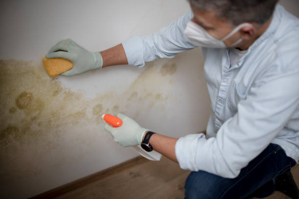 Best Professional Mold Removal  in Arlington, NY
