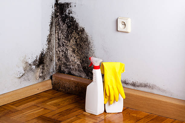 Trusted Arlington, NY Mold Removal Experts